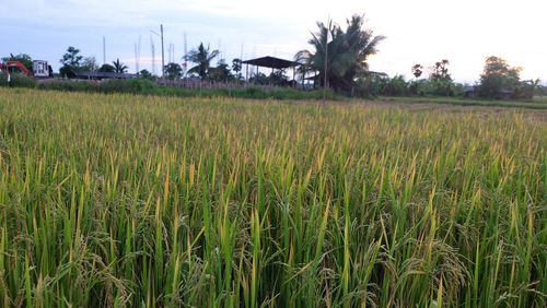 Scenic view of agricultural field against sky