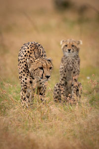 Cheetahs on grassy field 