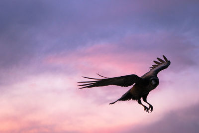 Low angle view of eagle flying in sky