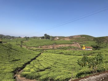 Tea plantation india kerala