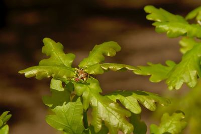 Close-up of green leaves on plant