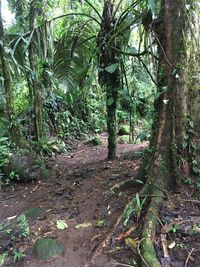 Trees in forest