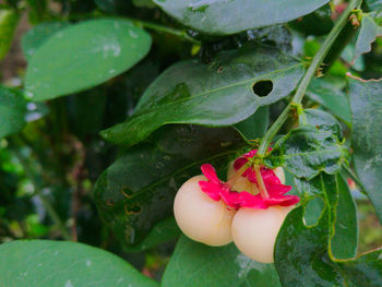 Close-up of hand feeding on plant