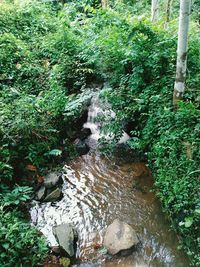 Stream flowing through forest