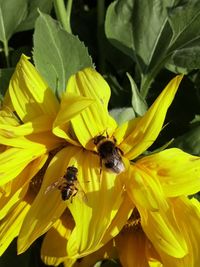 Bee pollinating flower