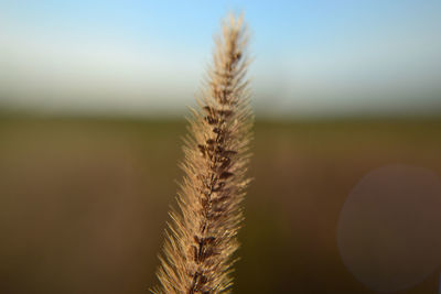 Close-up of stalks in field against sky