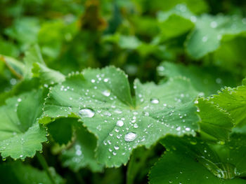 Close-up of wet leaves on rainy day