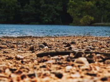 Surface level of pebble beach