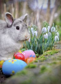 Close-up of rabbit on field