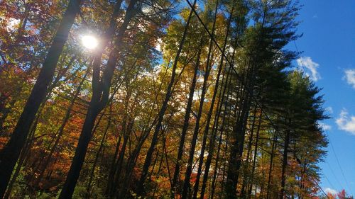 Low angle view of trees against sky