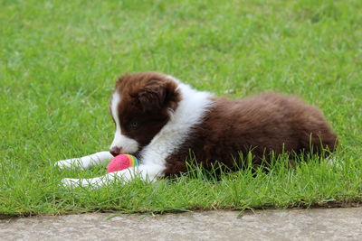 Dog eating ball on grass