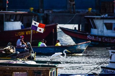 White crane taking off from boat at harbor