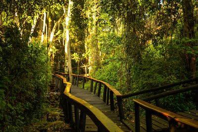 Footbridge amidst trees in forest