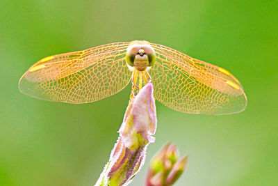 Close-up of insect on leaf