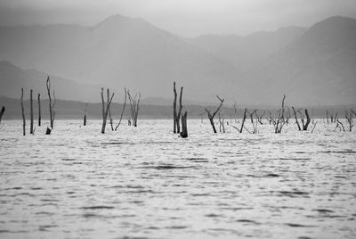 Birds in lake against sky