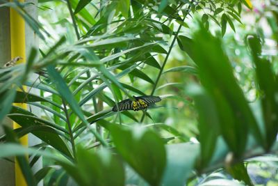Close-up of butterfly on leaf