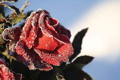 Close-up of red rose flower