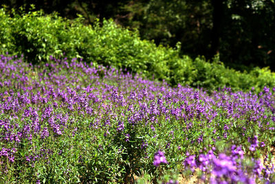 Close-up of fresh purple flowers in garden