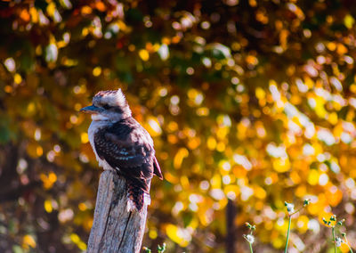 Close-up of bird perching on tree