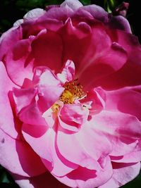 Close-up of pink flowers