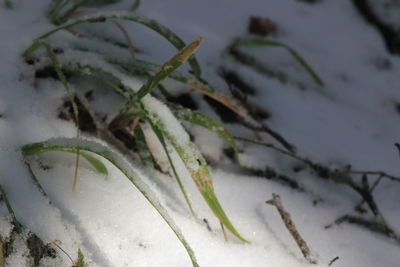 Close-up of frozen plant on field
