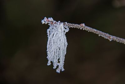 Close-up of frozen plant