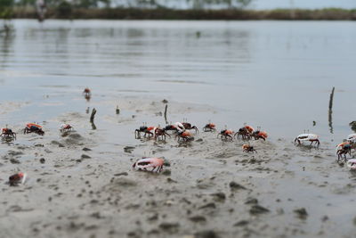 Group of birds on beach