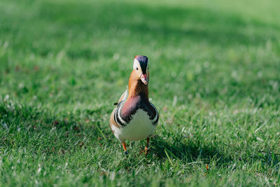 Close-up of bird on grassy field