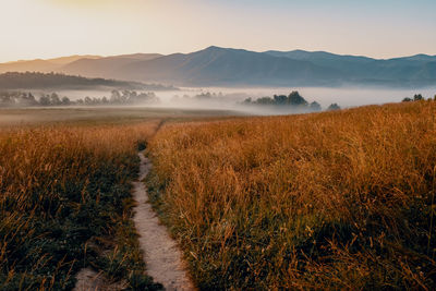 Scenic view of field against sky during foggy weather