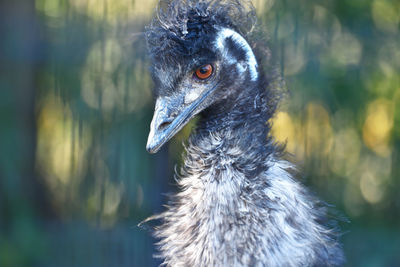 Close-up of emu