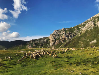 Flock of sheep on grassy field against sky