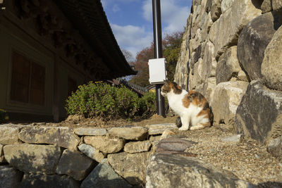 View of a cat on building wall