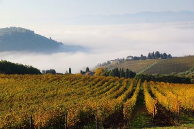 Scenic view of agricultural field against sky