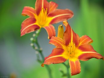 Close-up of orange day lily