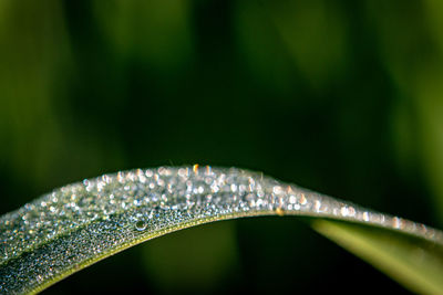 Close-up of raindrops on leaf