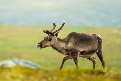 Side view of deer standing on field