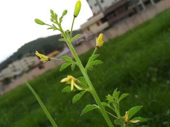 Close-up of plant