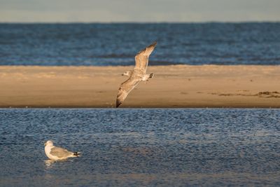 Seagulls at beach