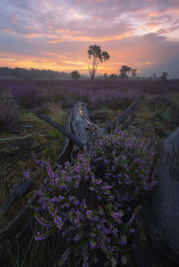 Purple flowering plants on field against sky during sunset