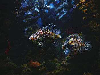 Close-up of coral swimming in sea