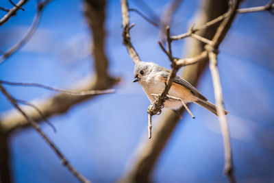 Tufted titmouse perched on a branch