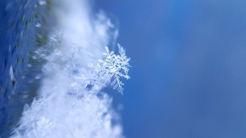 Close-up of snowflakes on blue sky