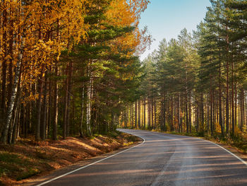 Empty road amidst trees in forest