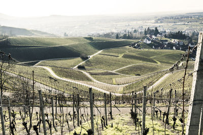 High angle view of vineyard against sky