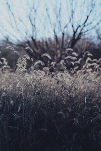 Close-up of dry plants on field against sky