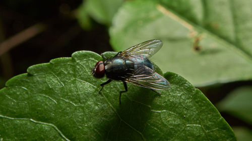 Close-up of fly on leaf