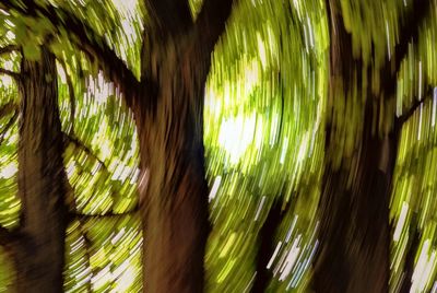 Close-up of bamboo tree