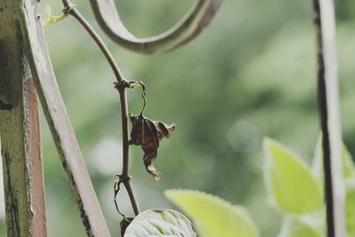 Close-up of butterfly on branch