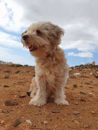 Dog standing on field