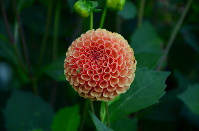 Close-up of flower on plant